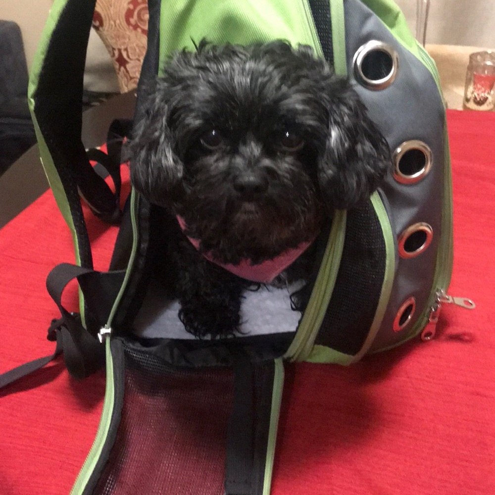 Pet backpack